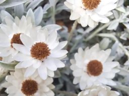 Syncarpha argyropsis bract tips